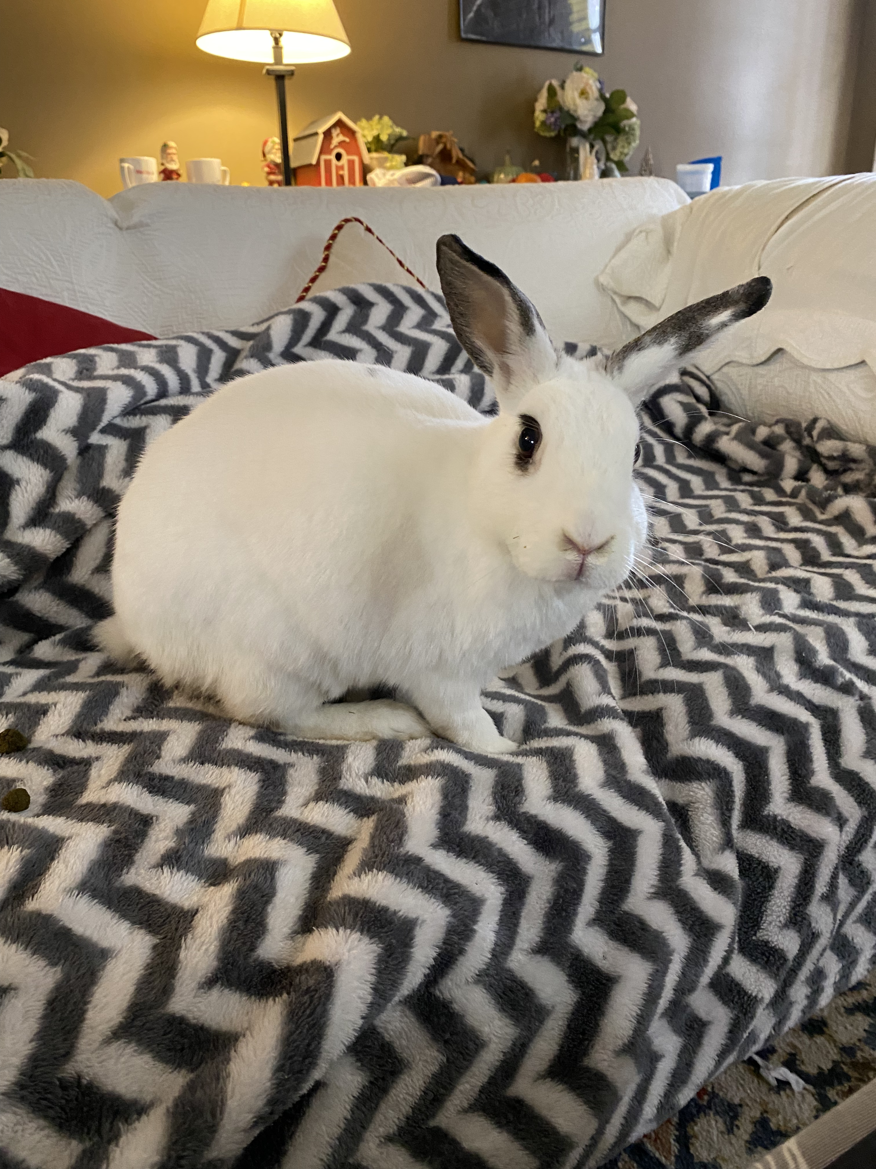 Our white bunny, Clover, sitting on the couch, looking beautiful.