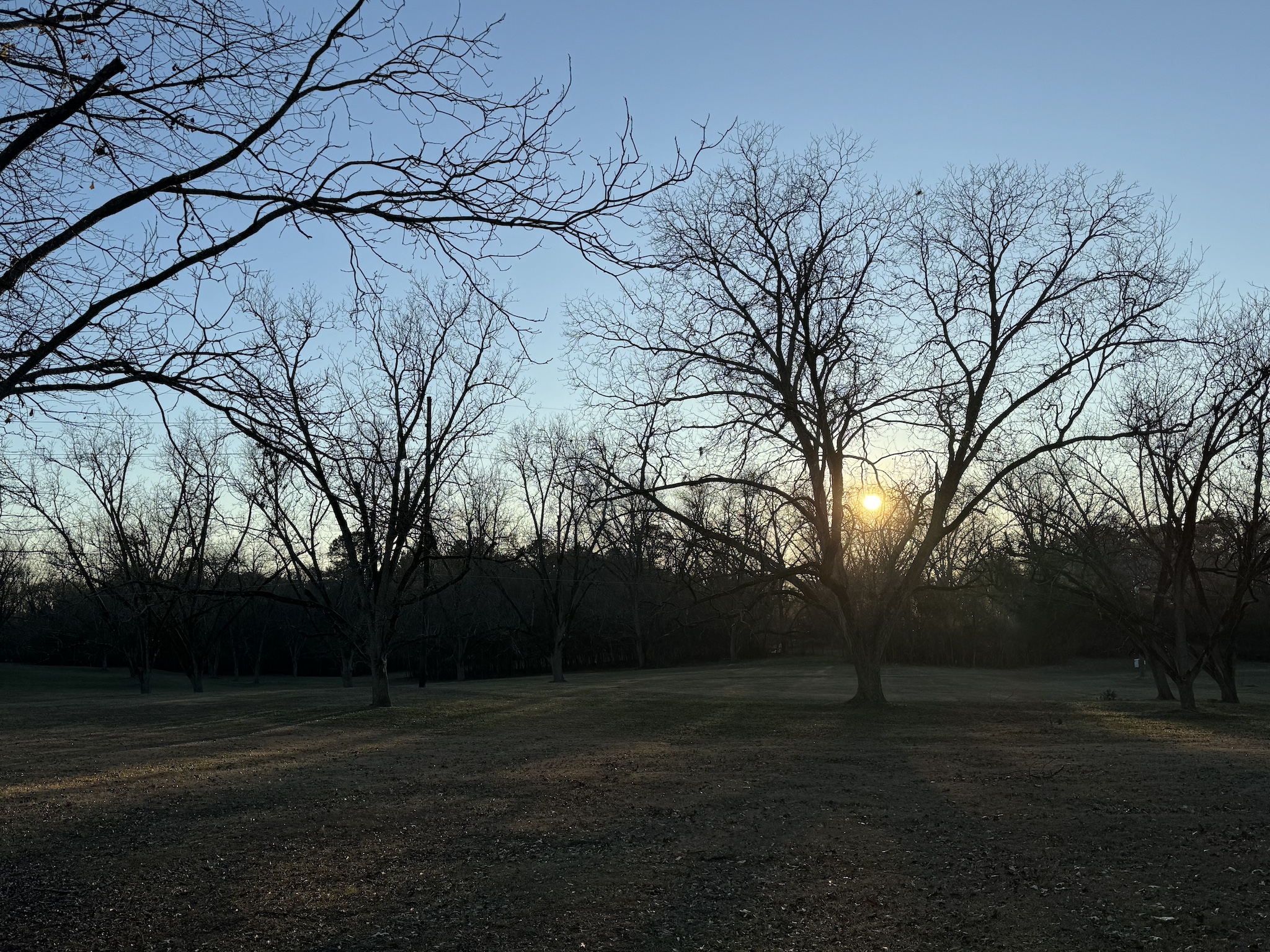 A picture of a forested landscape at sunset, the sun coming through the bare tree branches.