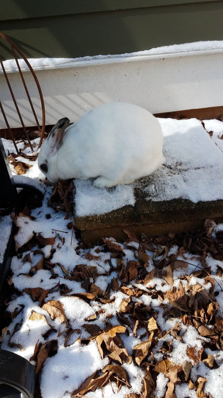 Our showshoe hare, aka our white rabbit, Clover, out exploring in the snow dusting we recently got.