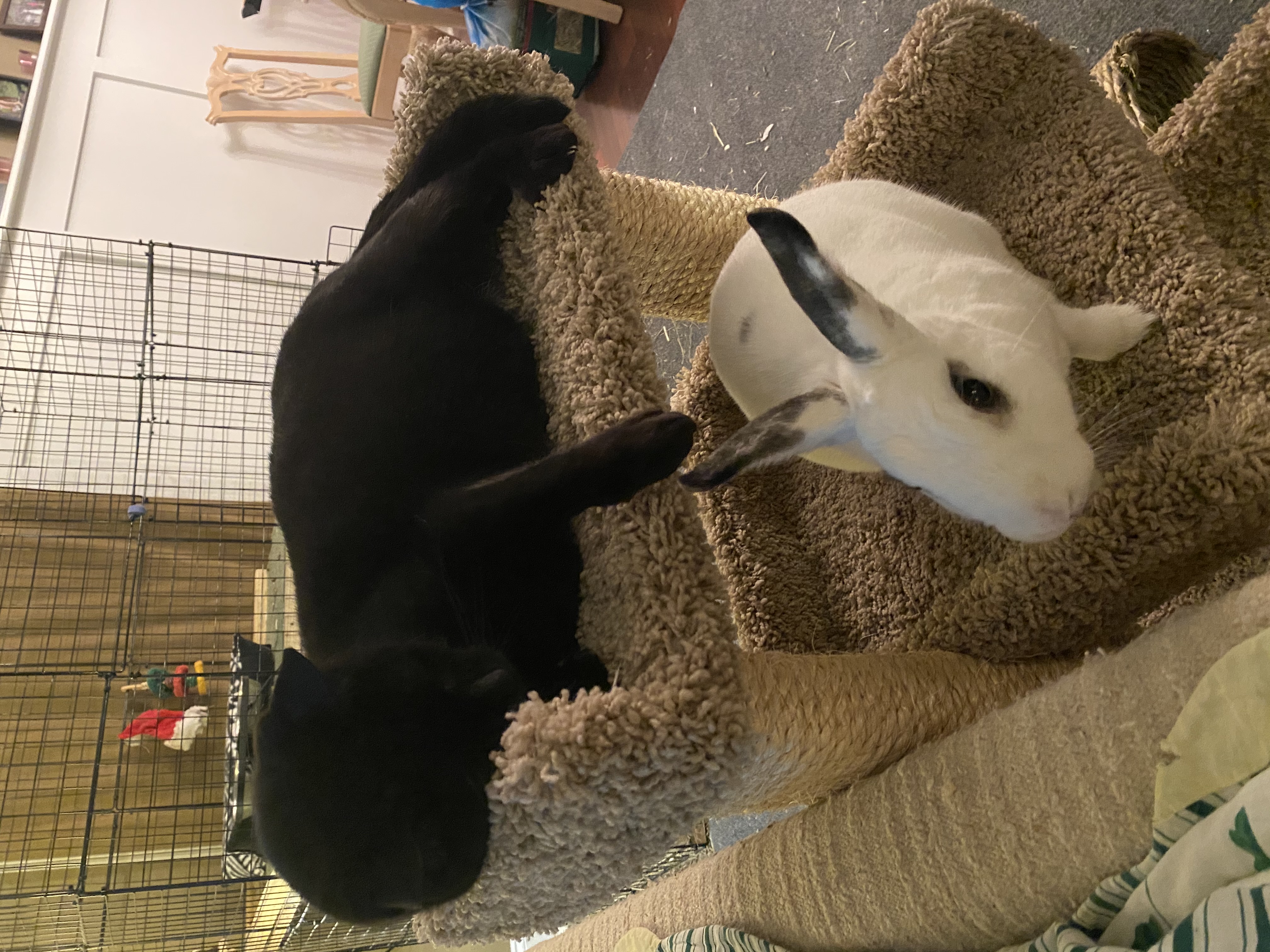Both our black cat Zippy and white rabbit Clover, sitting on different levels of a pet tree.