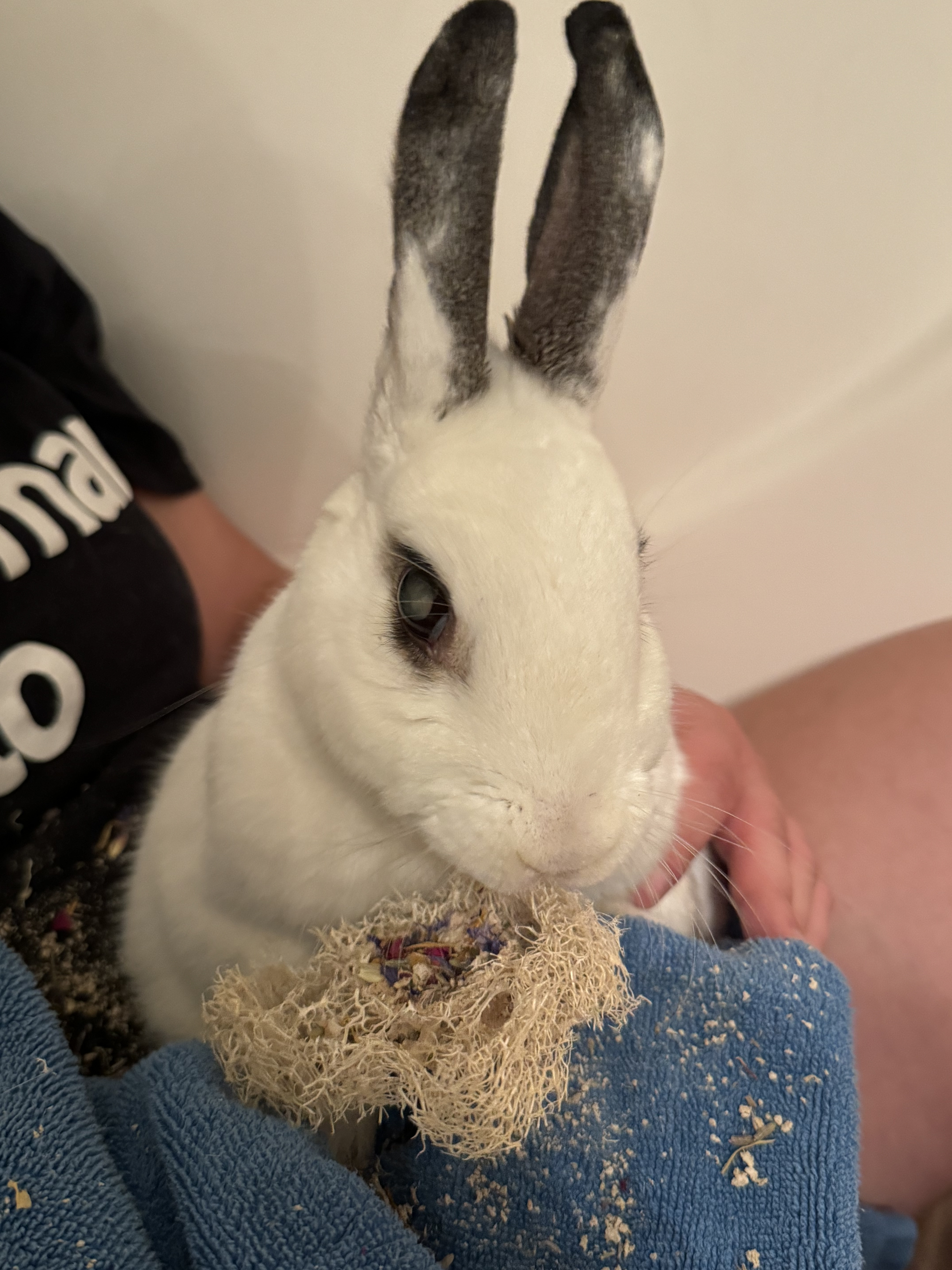 An adorable senior white bunny with dark shading on her ears enjoying a treat while sitting in human Mama&#039;s lap.