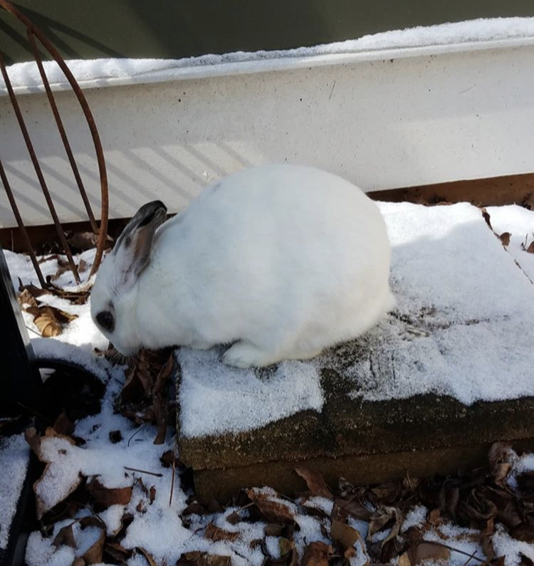 Picture of our white bunny Clover enjoying a rare snowfall, from back in 2018. She was our little snowshoe hare.