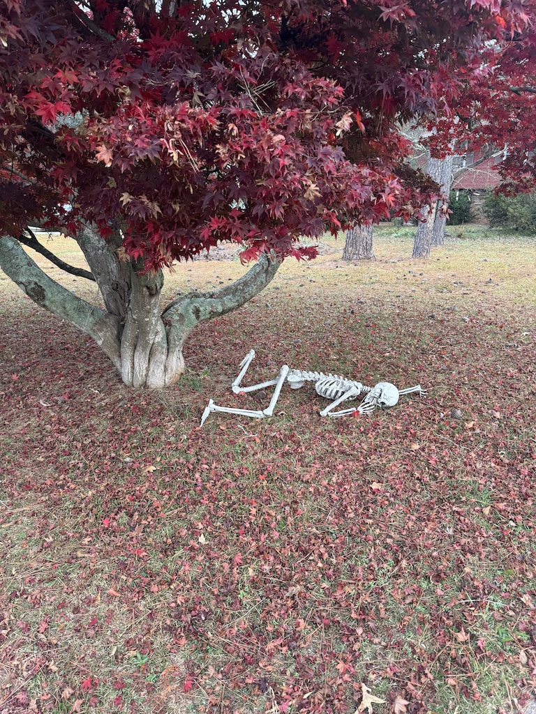A skeleton laying on the ground under a tree, likely a discarded Halloween decoration but a fitting analogy nonetheless.