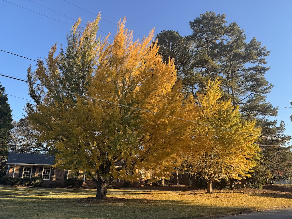 A pair of trees that turn a brilliant yellow every fall for about two weeks before dropping their leaves. Gorgeous in the fall sunlight.